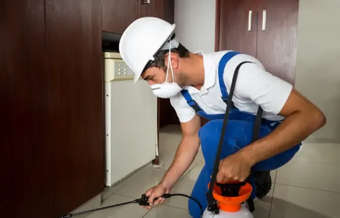 افضل شركة لمكافحة الحشرات في عمان